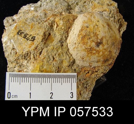Dalmanella planiconvexa