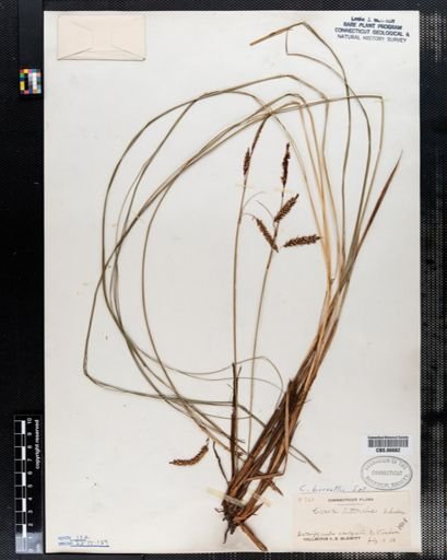 Carex barrattii