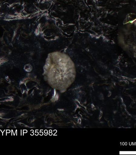undet. Foraminiferida