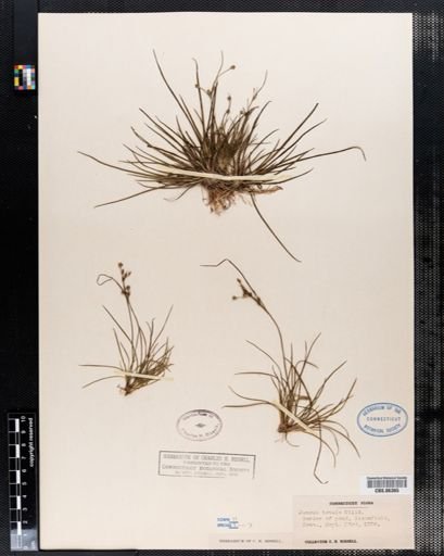 Juncus tenuis
