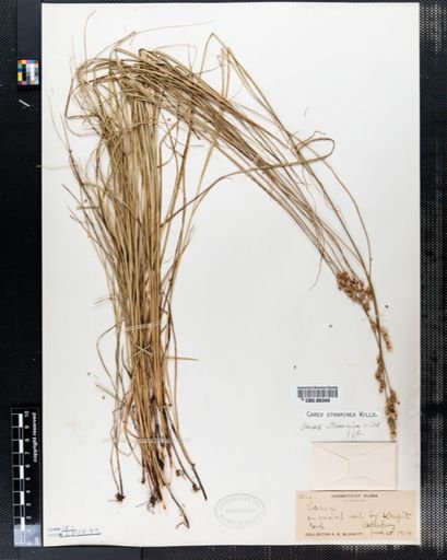 Carex straminea