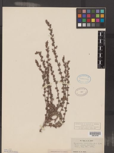 Legousia perfoliata