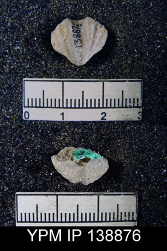 Spiriferina (Punctospirifer) multiplicata