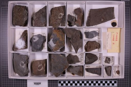 mixed taxa, stratigraphic collection