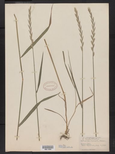 Elymus repens