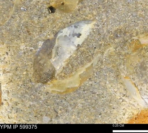 Protocardia subquadrata