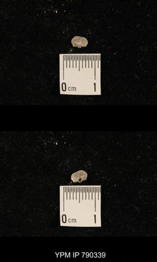 undet. Brachiopoda