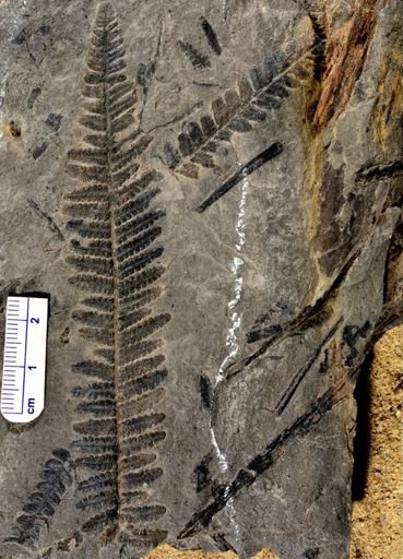 Pecopteris sp.