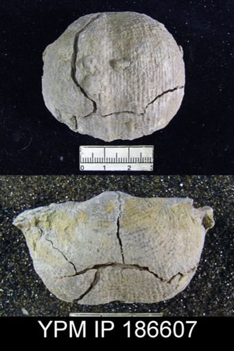 Dictyoclostus americanus