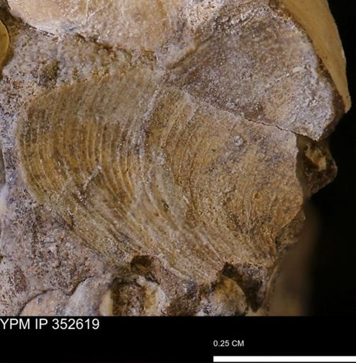 undet. Bivalvia