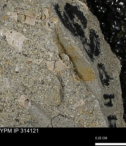 undet. Scaphopoda