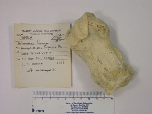 Teleoceras fossiger