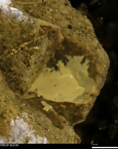 undet. Scaphitidae