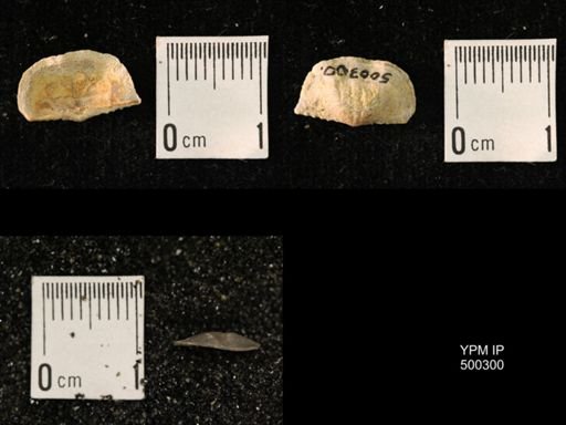 Mesolobus mesolobus decipiens