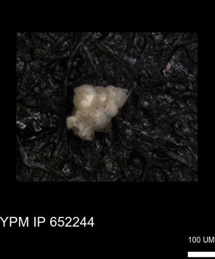 undet. Heterohelicidae