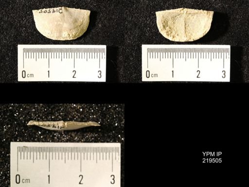 Chonetes granulifer