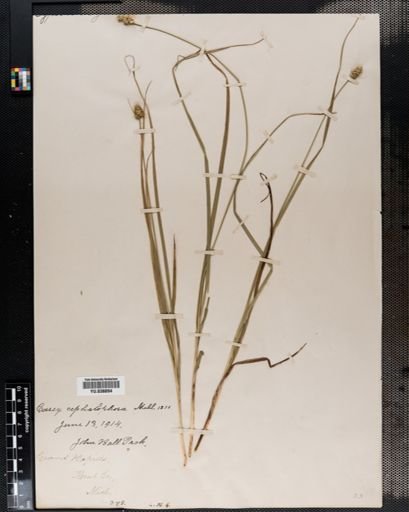 Carex cephalophora