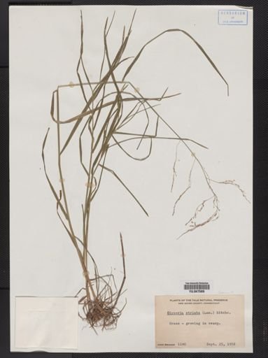 Glyceria striata