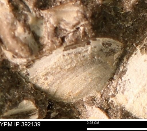 Protocardia sp.