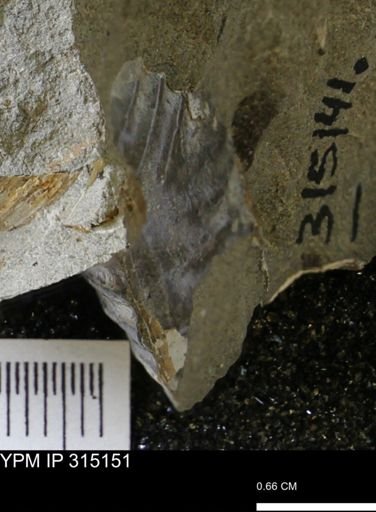 undet. Scaphitidae