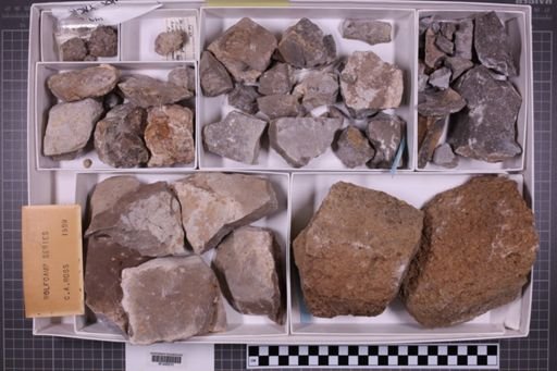 mixed taxa, stratigraphic collection