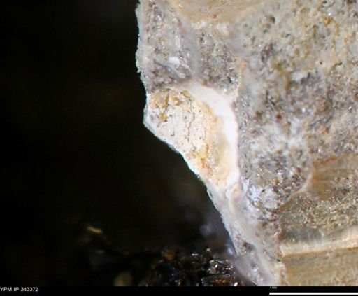 undet. Bivalvia