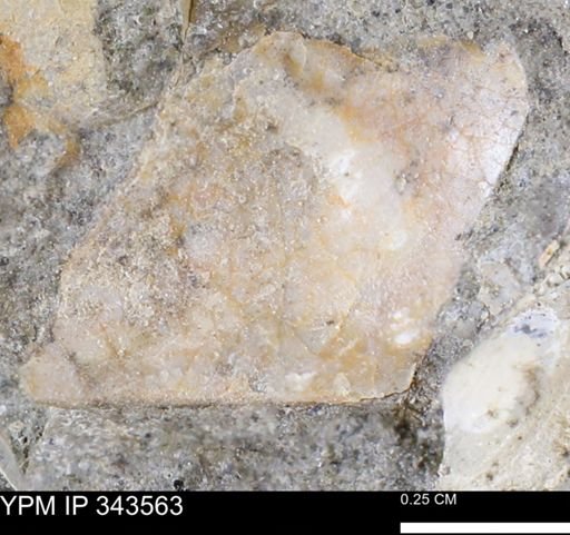 undet. Bivalvia