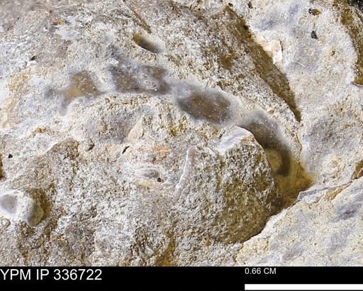 undet. Mollusca