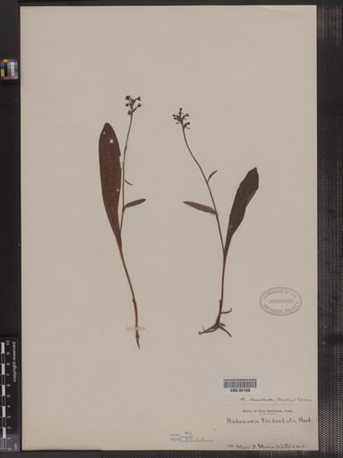 Habenaria tridentata