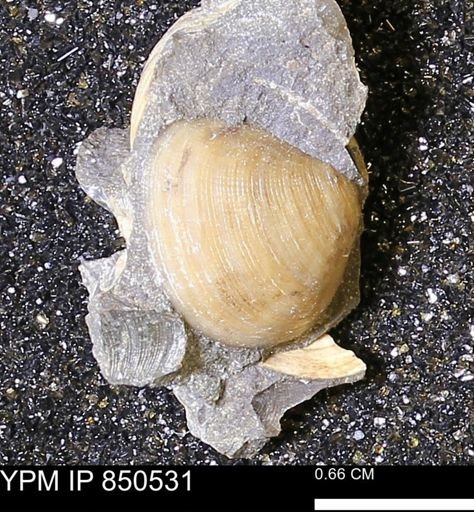Limopsis striatopunctatus