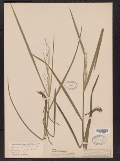 Glyceria canadensis