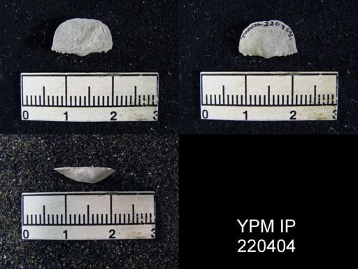 Chonetina flemingi var. plebeia