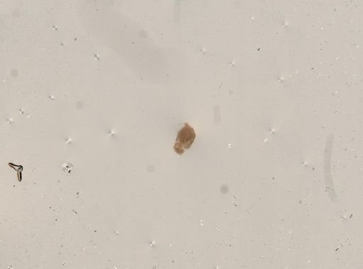 Rotifera