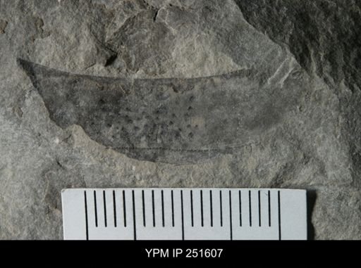 undet. Eurypterida