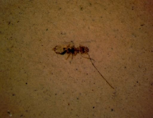 undet. Insecta