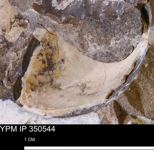 undet. Bivalvia
