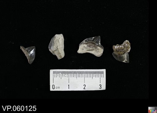 Squalicorax sp.