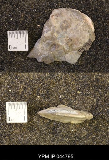 Sphenodiscus lenticularis