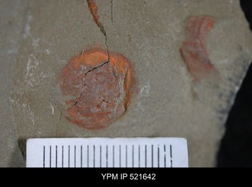 undet. Xiphosurida