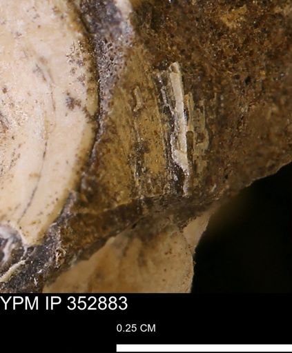 undet. Mollusca