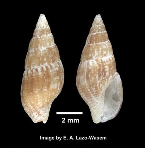 Costoanachis translirata
