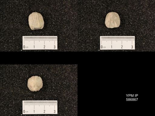 Rhynchotrema capax