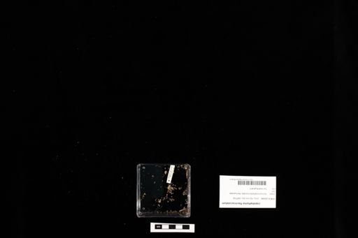 Lepidophyma flavimaculatum