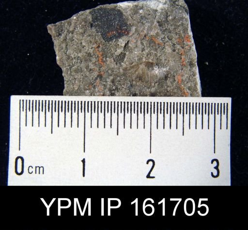 Plectambonites glabra