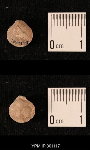 Ambocoelia sp.