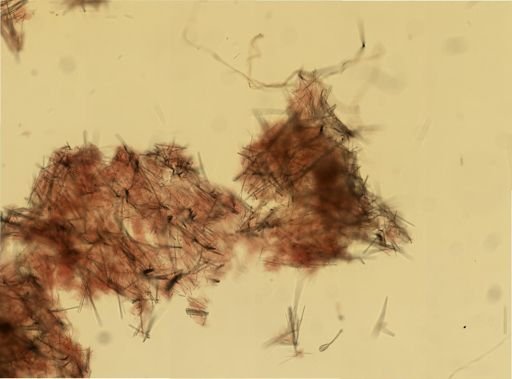 Halichondria bowerbanki
