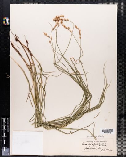 Plantae