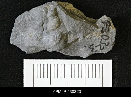 Palaeozygopleura hamiltoniae