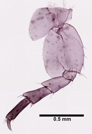 Hyalella cf. azteca