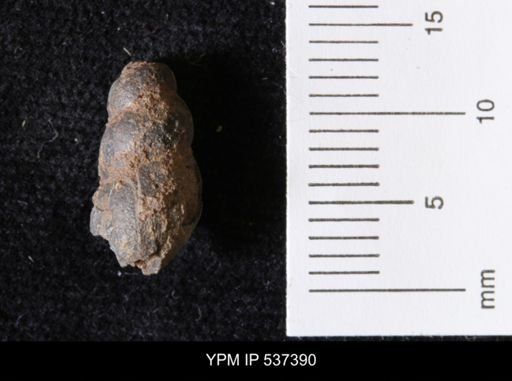 Goniobasis ortmanni
